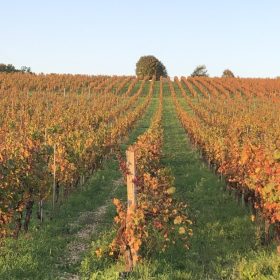Floressas vineyards - Lot - France